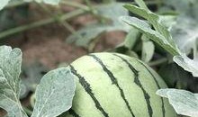 康县吃瓜网红,揭秘当地美食文化魅力